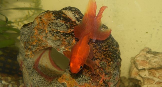 image of Fantail Goldfish