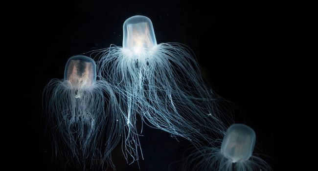 image of Immortal Jellyfish