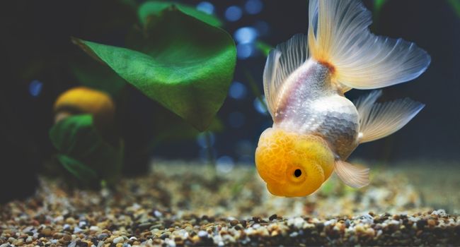image of Ranchu goldfish at the bottom of tank