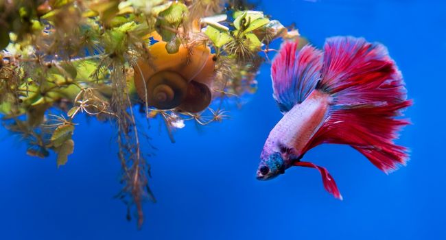 image of Snail with red betta fish