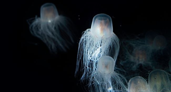 image of The Immortal Jellyfish In Ocean