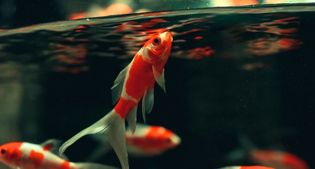 image of a goldfish swimming at top of fish tank