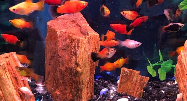 image of a lot of platies in tank