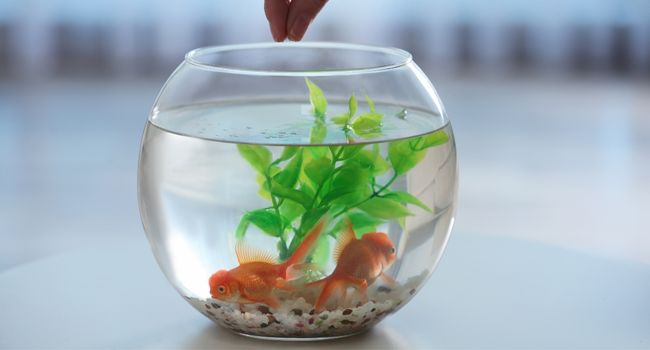 image of a persons hand feeding two goldfish in bowl