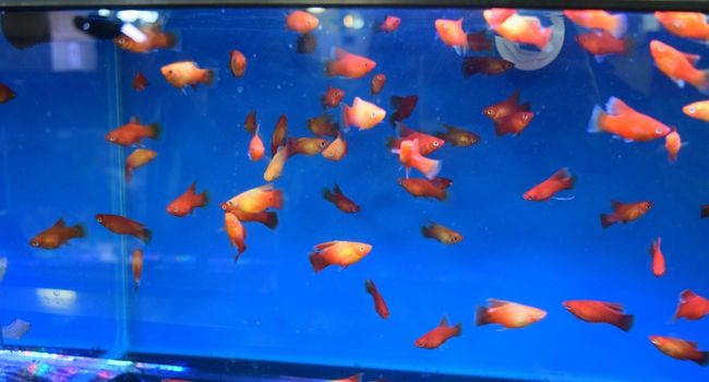 image of an aquarium filled with red platies