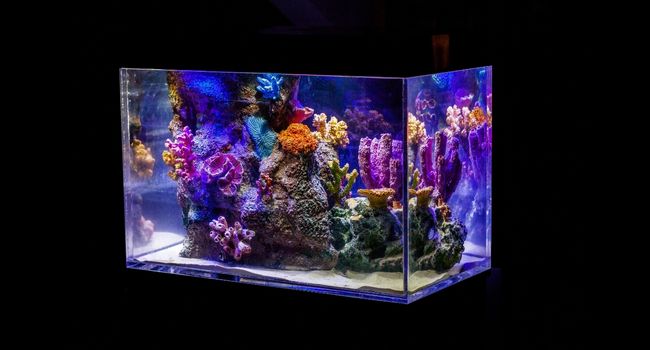 image of aquarium with coral decor