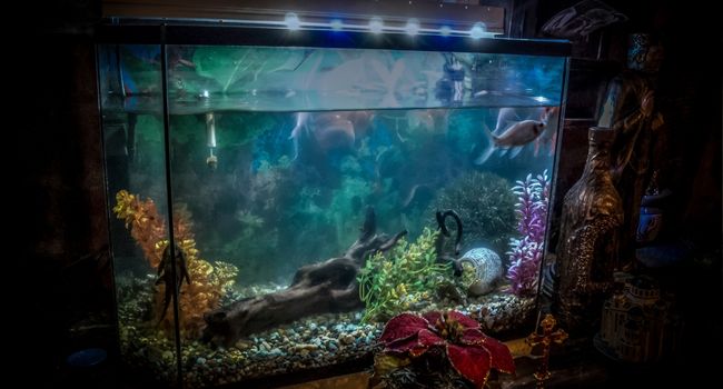 image of aquarium with two fish in it