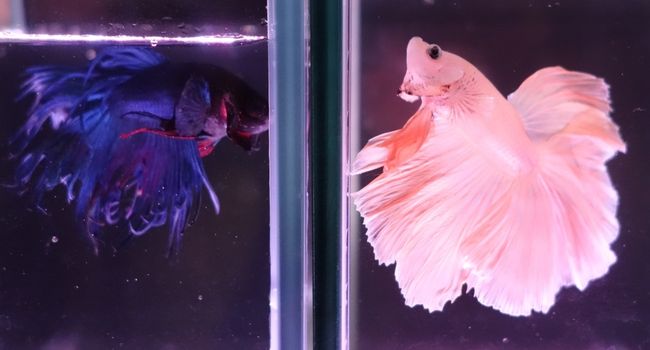 image of blue and pink colored betta