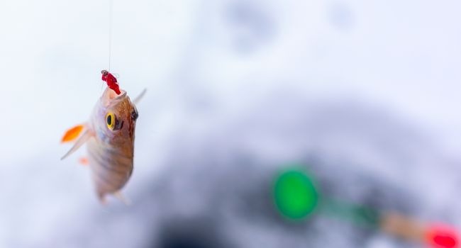 image of fish caught using bloodworm