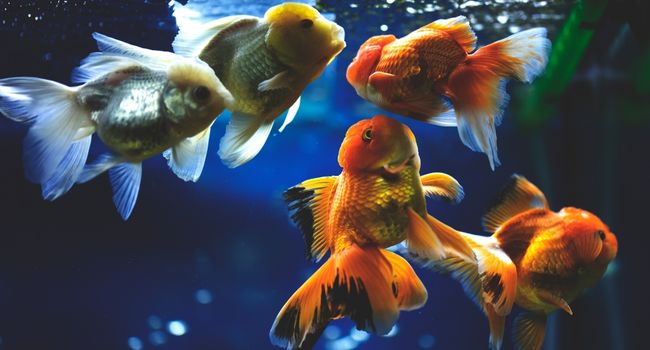 image of five Ranchu goldfish