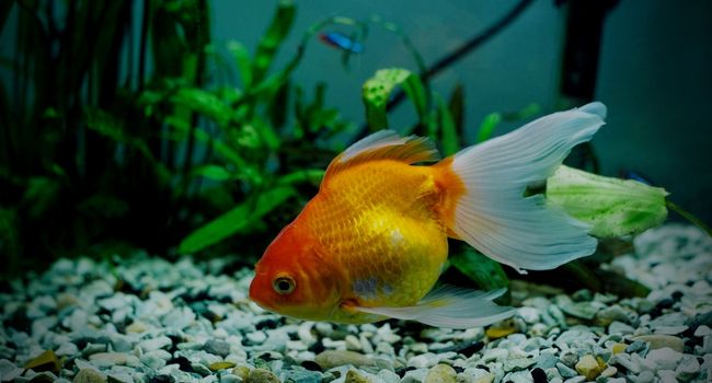image of goldfish at the bottom of tank