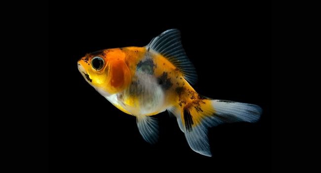 image of goldfish black spot disease