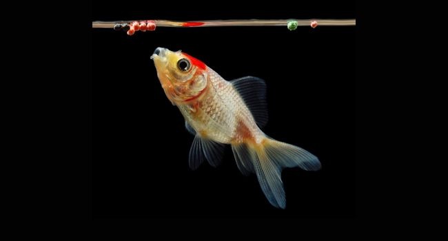 image of goldfish eating food