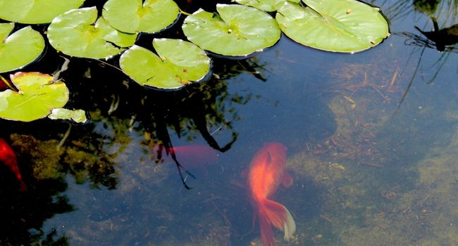 image of goldfish in Pond
