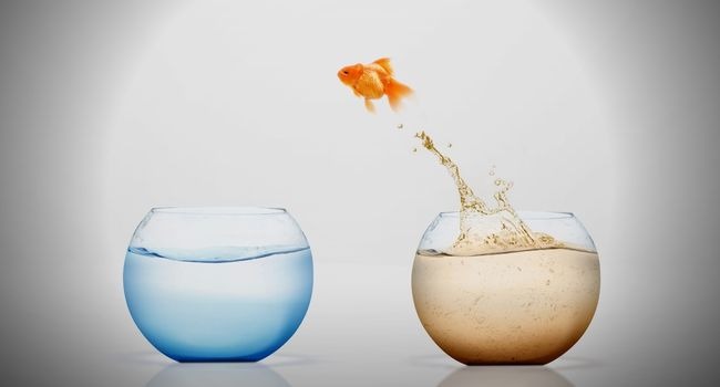 image of goldfish jumping from to another bowl