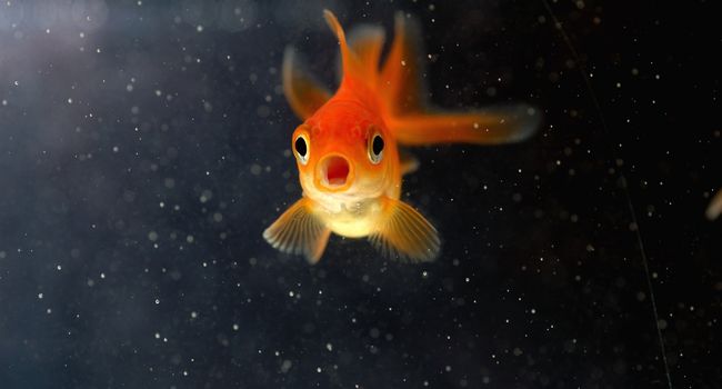image of goldfish with its mouth open