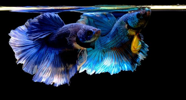 image of male and female betta fish