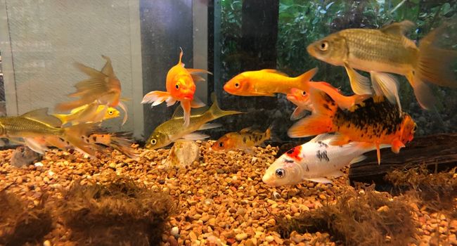 image of multiple types of goldfish