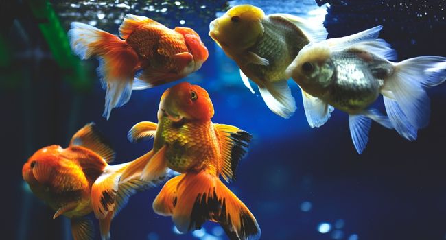 image of ranchu goldfish in an aquarium