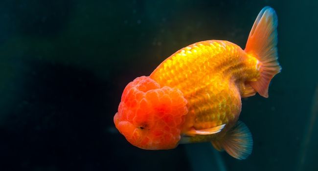 image of ranchu goldfish sleeping