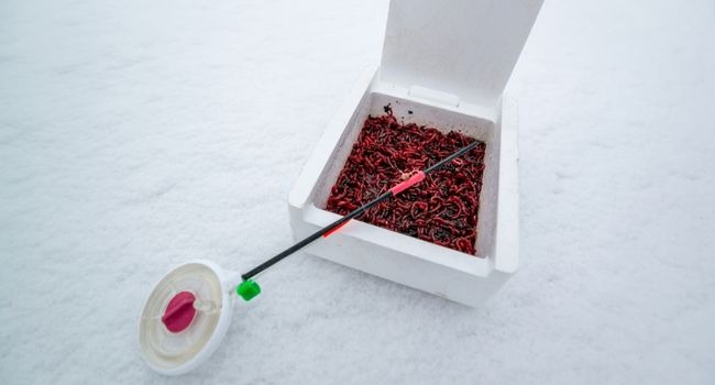 image of some bloodworms in white box