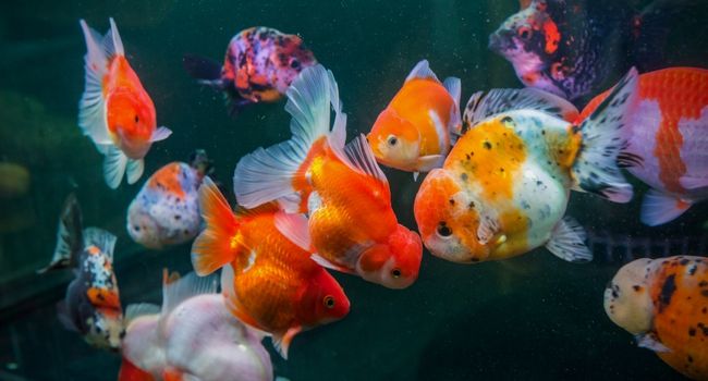 image of some goldfishes having black spots