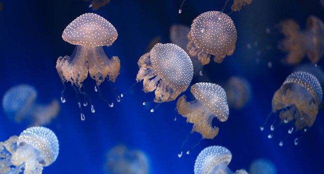 image of some jellyfishes
