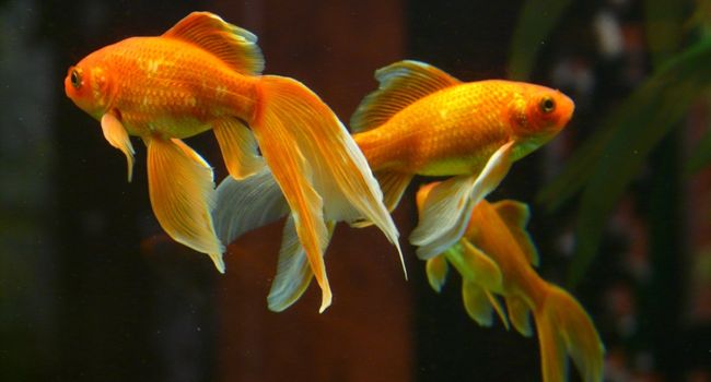 image of three goldfishes