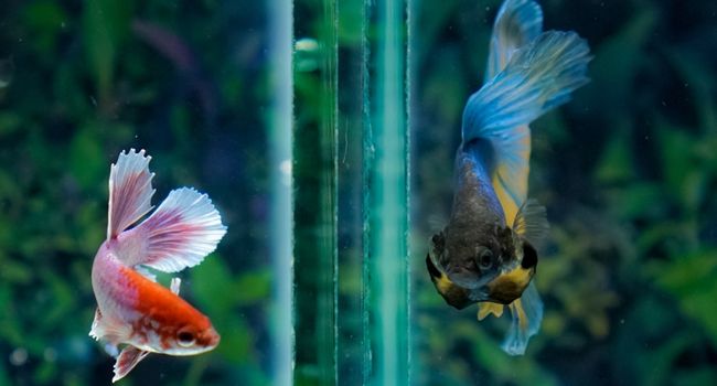 image of two different kinds of betta fish