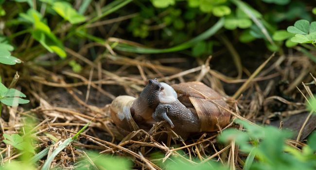 image of two garden snails mating