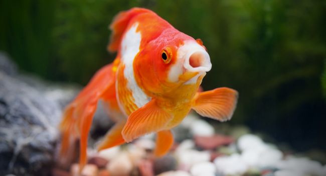 image of white and orange colored goldfish