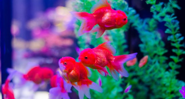 three goldfishes in aquarium