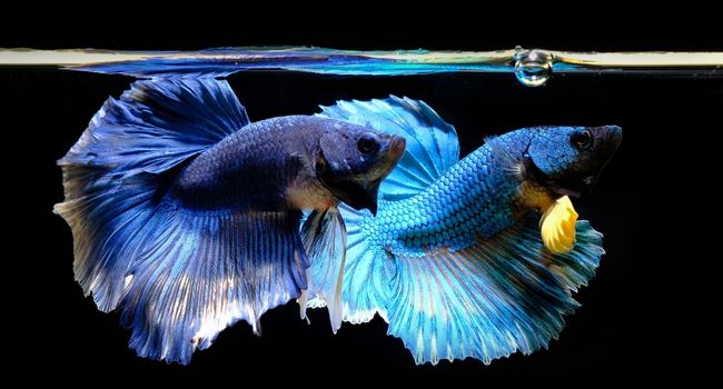 two blue betta fish in aquarium