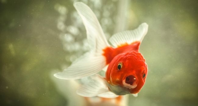 what should i feed to goldfish